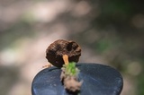 Coltricia cinnamomea image