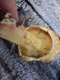 Suillus americanus image