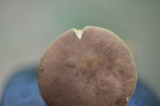 Boletus innixus image