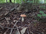 Leccinum insigne image