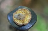 Lactifluus corrugis image
