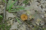 Coltricia cinnamomea image