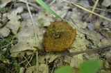 Coltricia cinnamomea image