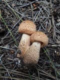 Tricholoma vaccinum image