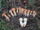 Tricholoma vaccinum image