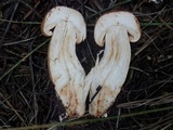 Tricholoma vaccinum image