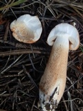 Tricholoma vaccinum image