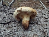 Paxillus obscurisporus image