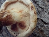 Paxillus obscurisporus image