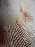Paxillus obscurisporus image