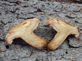 Paxillus obscurisporus image