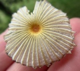 Parasola auricoma image
