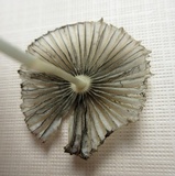 Parasola auricoma image
