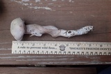 Laccaria ochropurpurea image