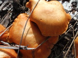 Gymnopilus sapineus image