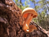 Gymnopilus lepidotus image