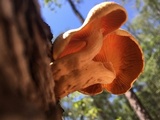 Gymnopilus lepidotus image