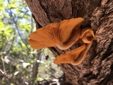Gymnopilus lepidotus image