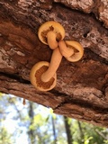 Gymnopilus lepidotus image
