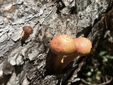 Gymnopilus lepidotus image