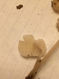 Clitocybula abundans image