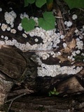 Clitocybula abundans image