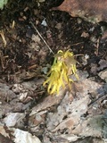 Clavulinopsis fusiformis image