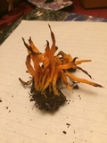 Clavulinopsis aurantiocinnabarina image