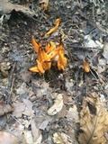 Clavulinopsis aurantiocinnabarina image