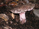 Hygrophorus russula image