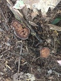 Hydnellum scrobiculatum image