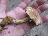 Boletus vermiculosoides image