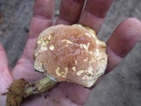 Boletus vermiculosoides image