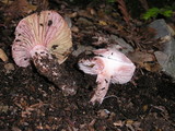 Hygrophorus russula image