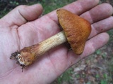 Cortinarius corrugatus image