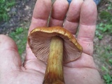 Cortinarius corrugatus image