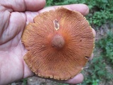 Cortinarius corrugatus image