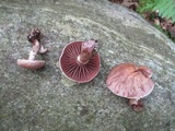Cortinarius torvus image