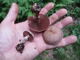 Cortinarius torvus image