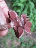 Cortinarius torvus image