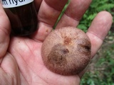 Cortinarius torvus image