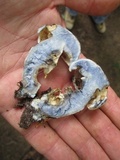 Gyroporus cyanescens image