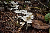 Termitomyces microcarpus image