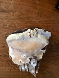 Fomitopsis ochracea image