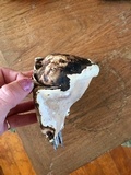 Fomitopsis ochracea image
