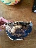 Fomitopsis ochracea image