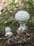 Amanita cokeri image