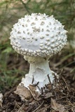 Amanita cokeri image