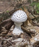 Amanita cokeri image