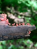 Arcyria denudata image